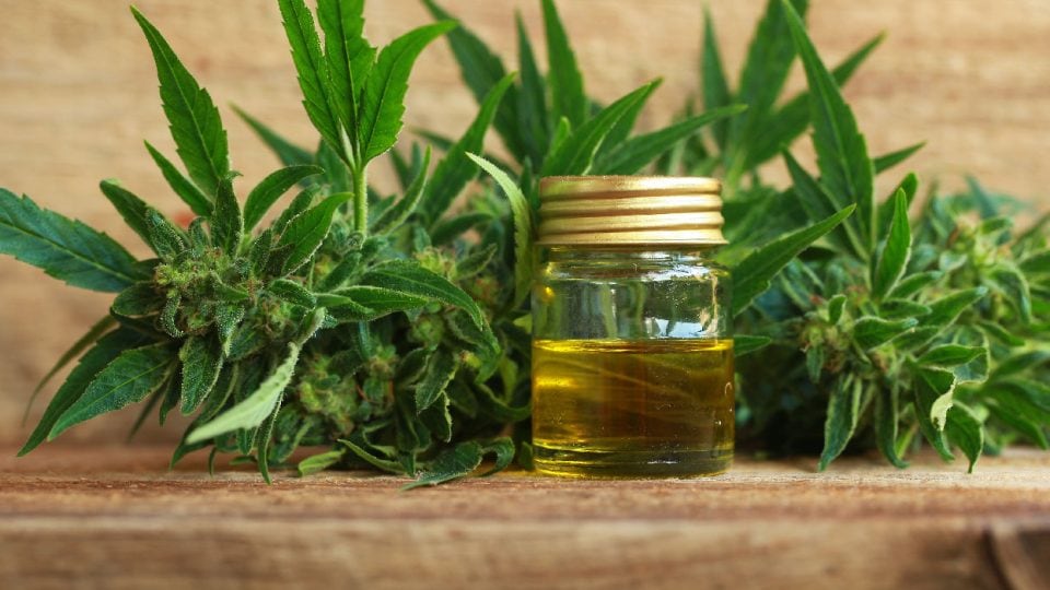 What Is CBD? [Your All-Inclusive Need-to-Know CBD Guide]
