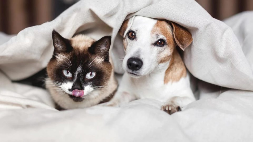 CBD for Dogs & Cats [A Guide for Pet Parents]