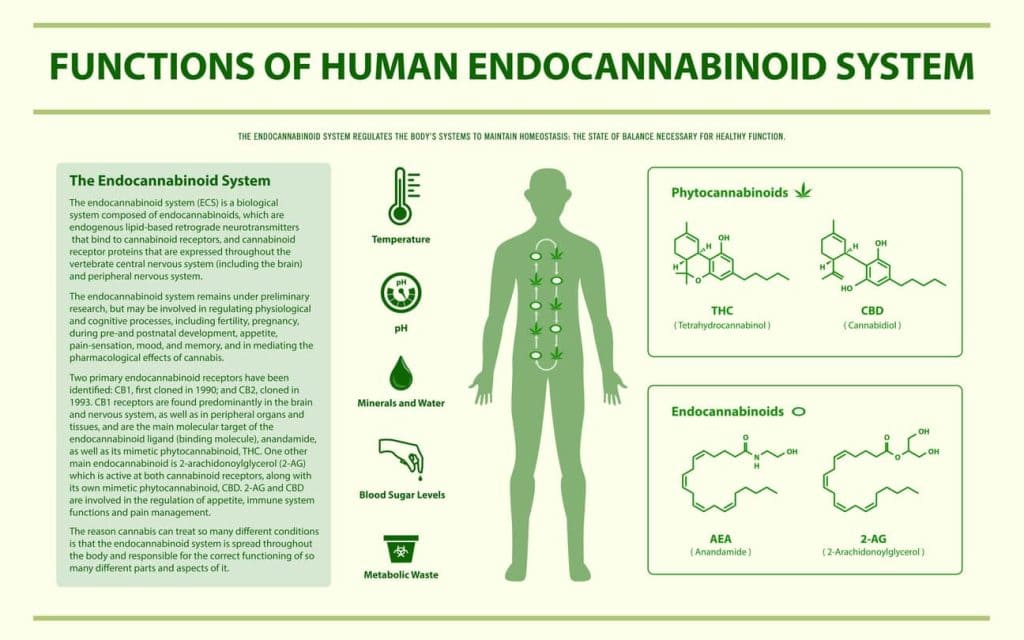 Funcations of human endocannabinoid system