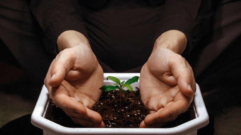 Hands cupped around a cannabis plant sprout