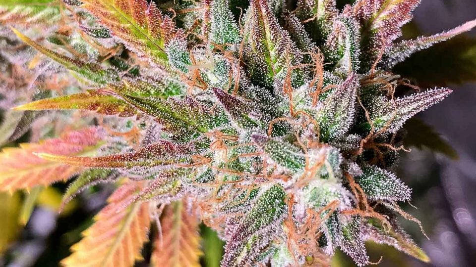 What Is THC? [An In-Depth Guide for Everyone]