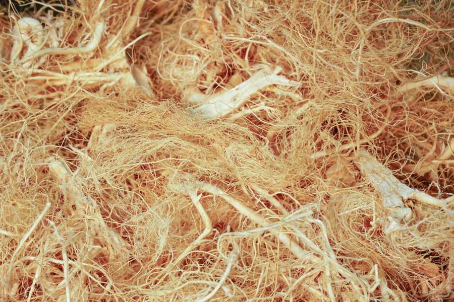 Close up of hemp roots