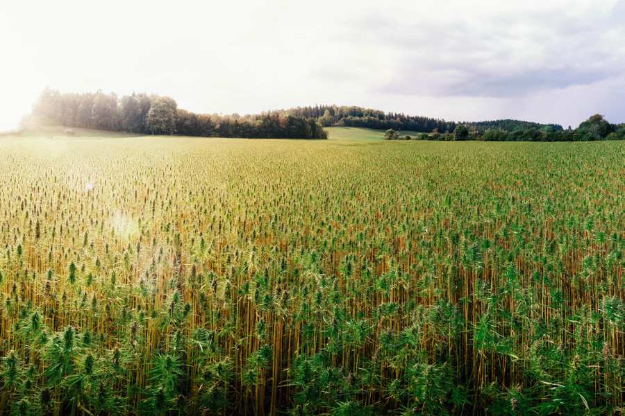 A field of hemp plants.