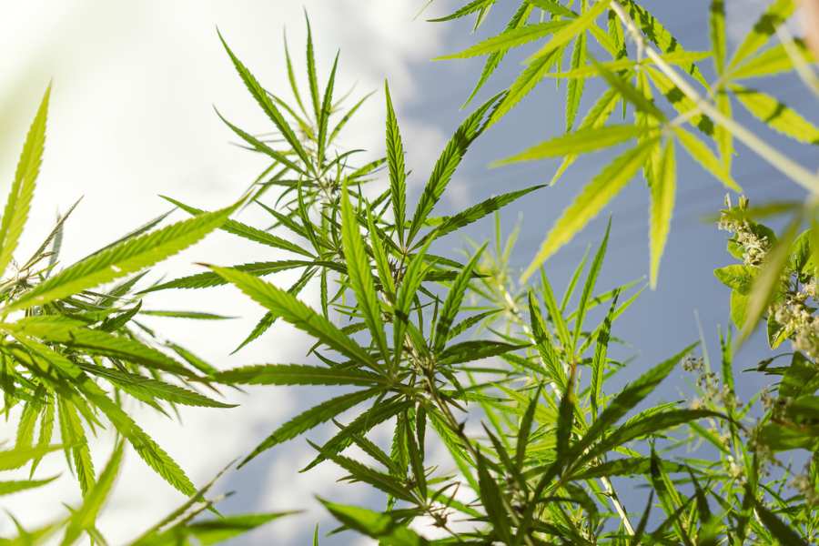 Hemp leaves and flowers against a blue sky with clouds.