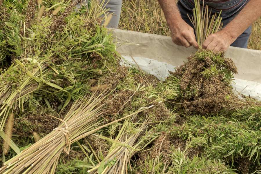 Hemp stalks being harvested and tied into bundles.