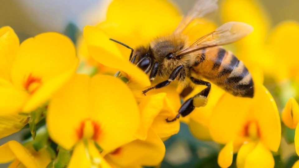 Everything You Need to Know: Fun Facts About Honey Bees