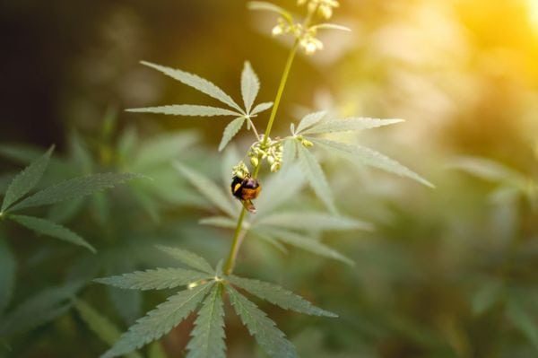 Bee on hemp plant