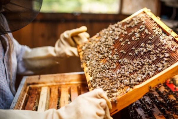 Beekeeper examining hive