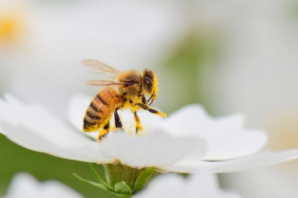 Honey bee collecting pollen from flower