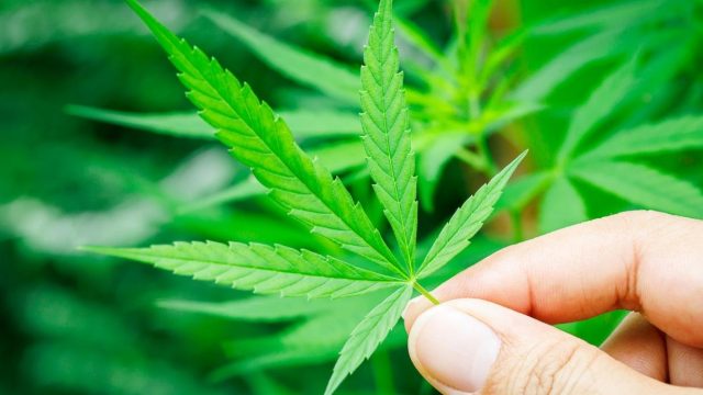 A hemp leaf held between two fingers