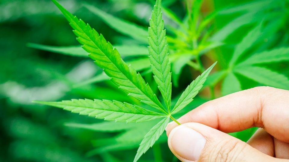 National Hemp Day 2025 - Why Hemp Matters and How to Celebrate Hemp Day