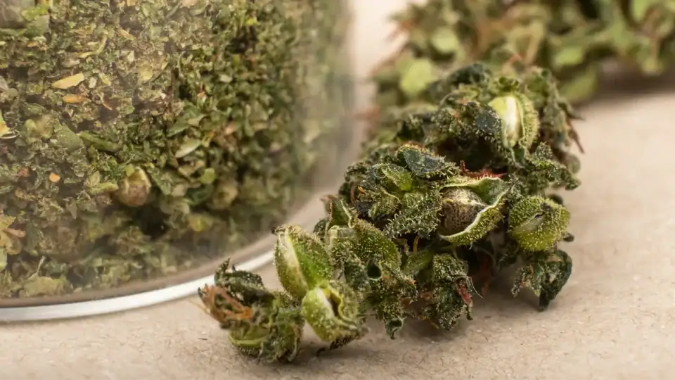 What Is Shake Weed? Everything You Need to Know