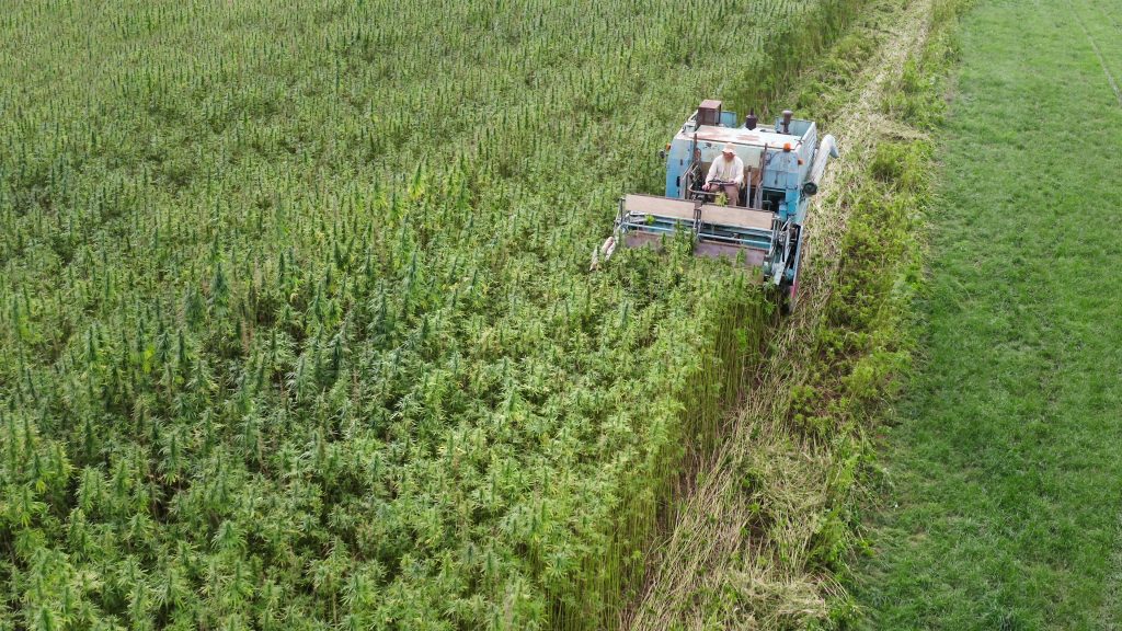 Aerial view of Hemp combine harvester collecting Cannabis sativa plants for Cbd production on a farm field.