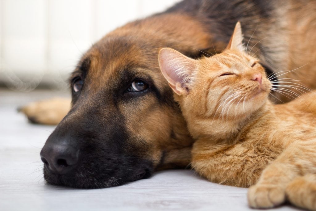 German Shepard lying with kitten.