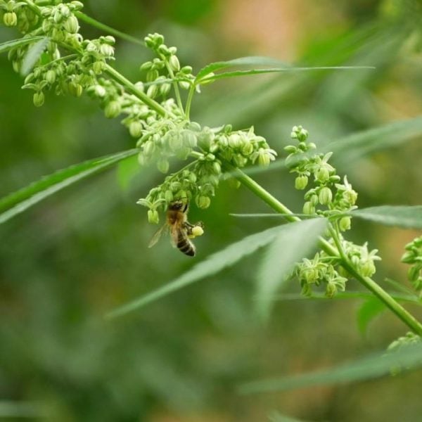 Bee polynating a marijuana flower