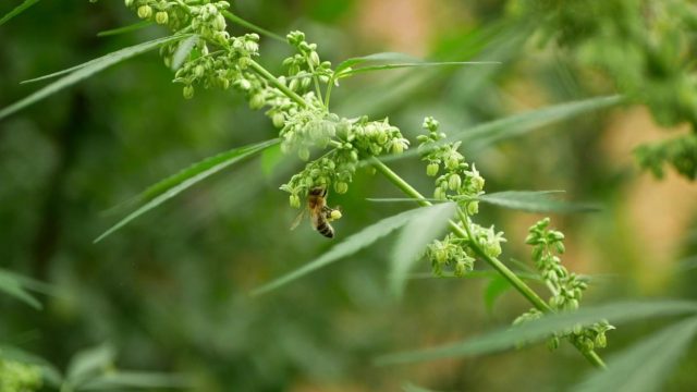 Bee polynating a marijuana flower