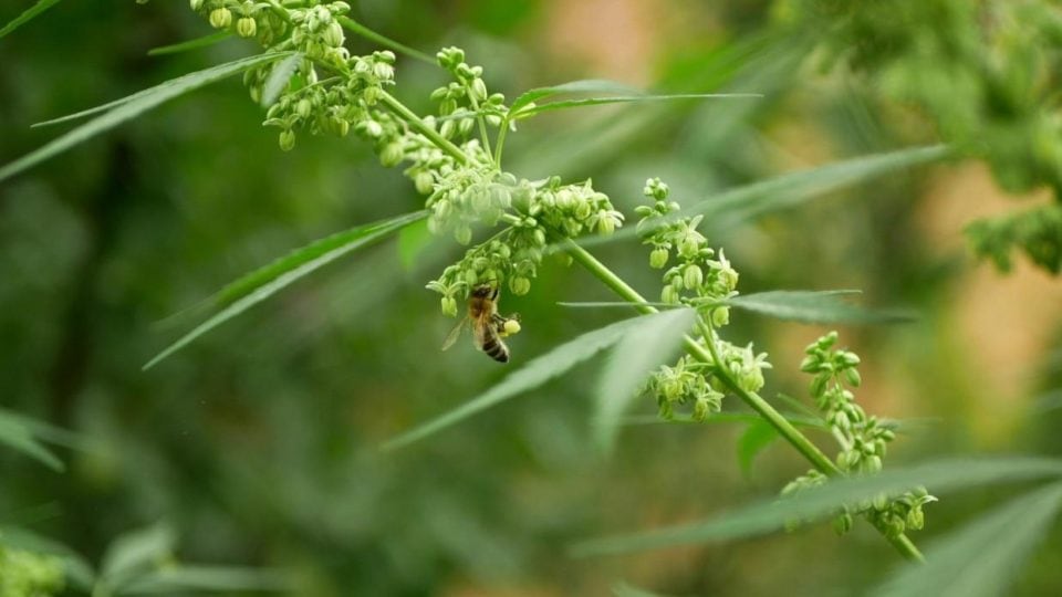 National Hemp Month: What It Is & Why It Matters