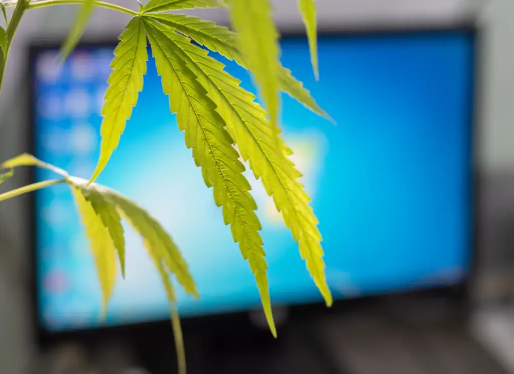 Modern Weed Slang: Gen Z & Internet Terms