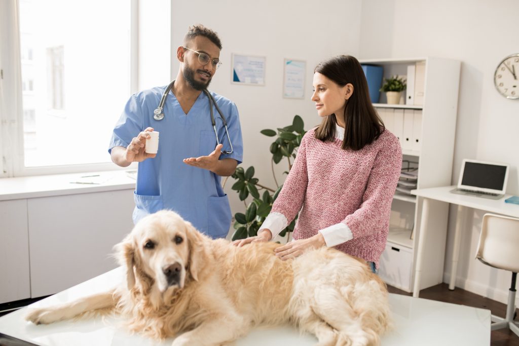 Young competent veterinarian advising on medication to owner of retriever dog in vet clinic.
