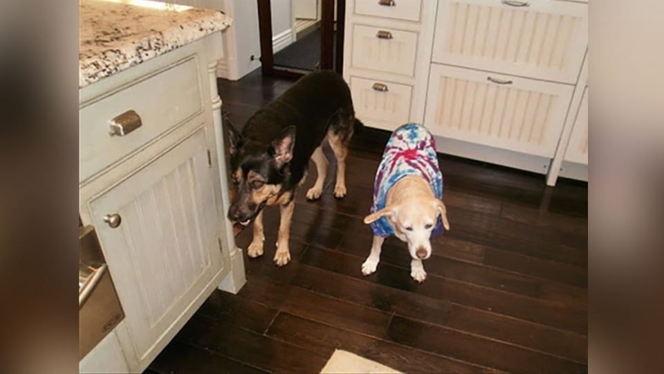 Roxy and Juanita, two dogs wearing tie dye shirts, who inspired their owner to begin researching the benefits of CBD for dogs with arthritis and joint pain.