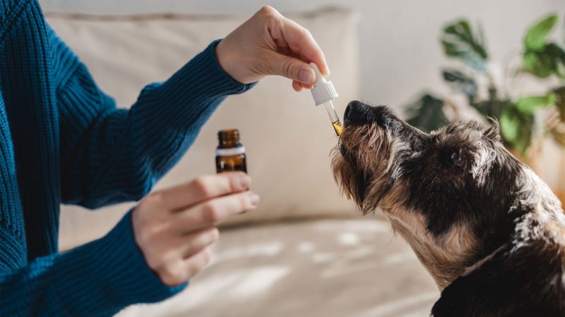 Person giving CBD oil to a dog using a dropper indoors.