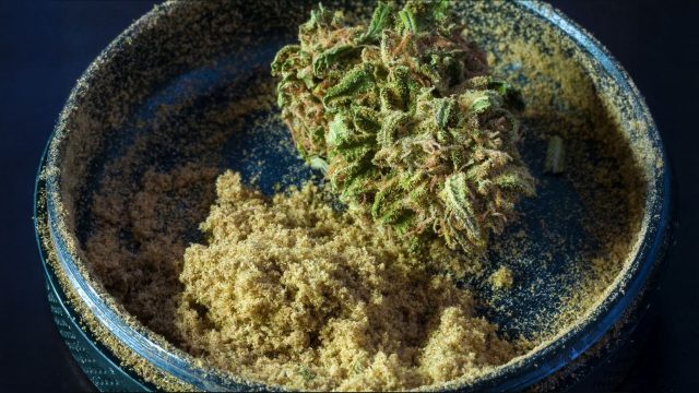 Loose, golden kief collected inside a grinder with a cannabis bud, showing the raw trichomes ready for decarboxylation.
