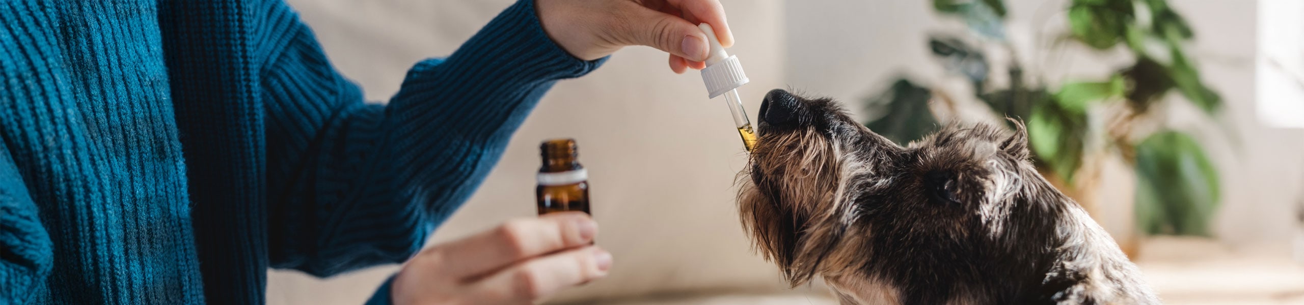 Best CBD Oil for Dogs with Arthritis: Relieve Joint Pain Naturally