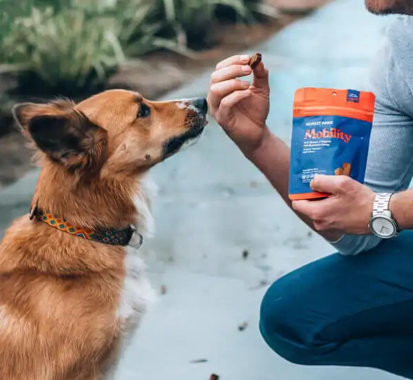 Mobility CBD Bites for Dogs