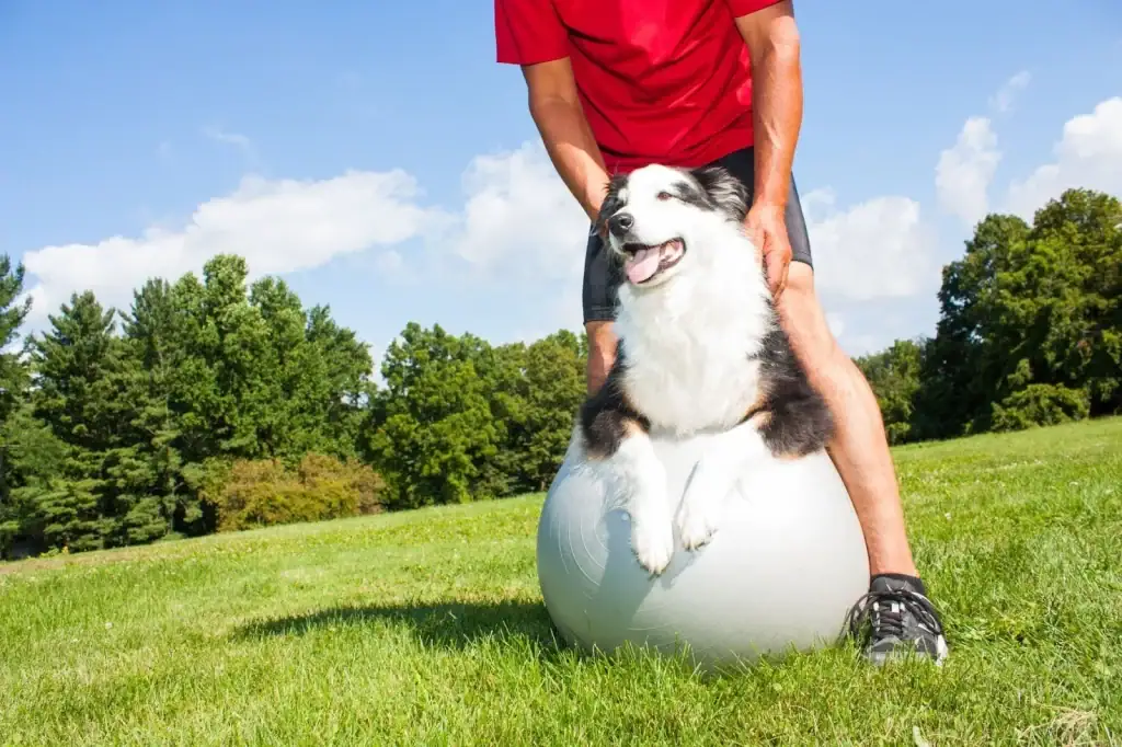 Dog owner helping an older dog stretch on a yoga ball in the park to support joint health and flexibility