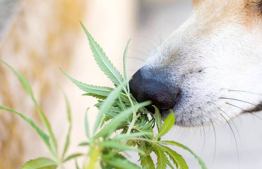 The dog is exploring a CBD plant as a way to take care of itself.