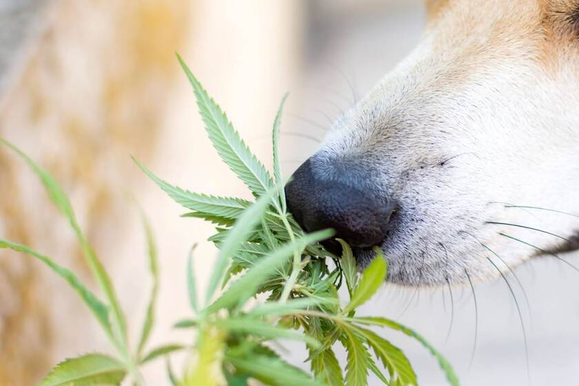 Dog sniffing a hemp plant, illustrating the connection between hemp-derived CBD and canine wellness.