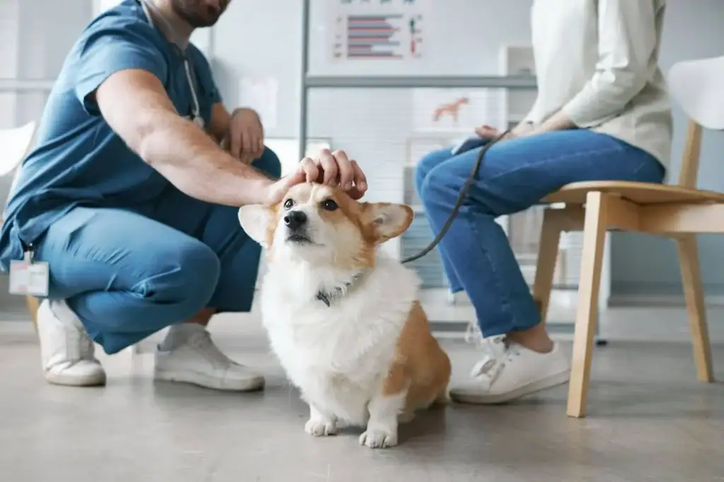  Veterinarian consulting with a pet owner while cuddling a happy Welsh Pembroke Corgi in a clinic, discussing CBD options for joint health.