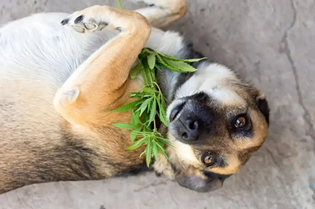 Happy senior dog stretching comfortably at home after using CBD for arthritis support.