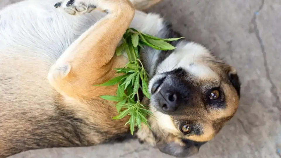  Happy senior dog stretching comfortably at home after using CBD for arthritis support