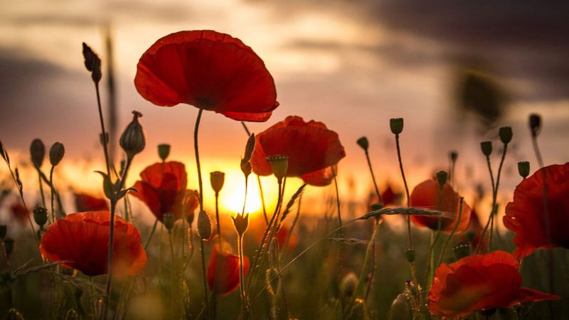 Red poppies in a field at sunset, symbolizing remembrance and honoring fallen veterans.