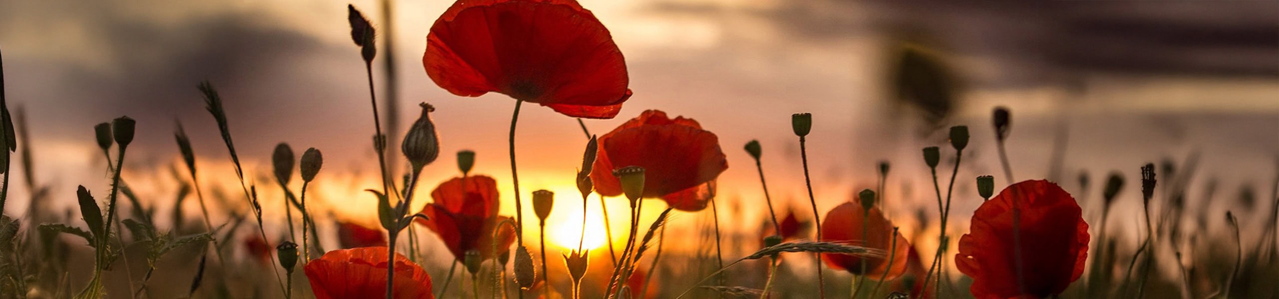 Never Forget! Weed for Warriors: Medical Marijuana Access for Veterans