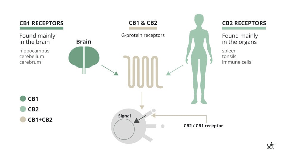 Diagram outlining the differences between CB1 and CB2