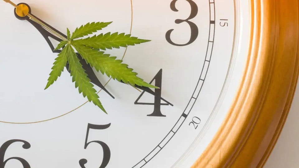What Is 420? Unraveling the Origins of Weed Culture’s Most Iconic Number